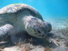 Schwimmen mit den Schildkröten in der Bucht von Abu Dabbab von der Makadi-Bucht aus'